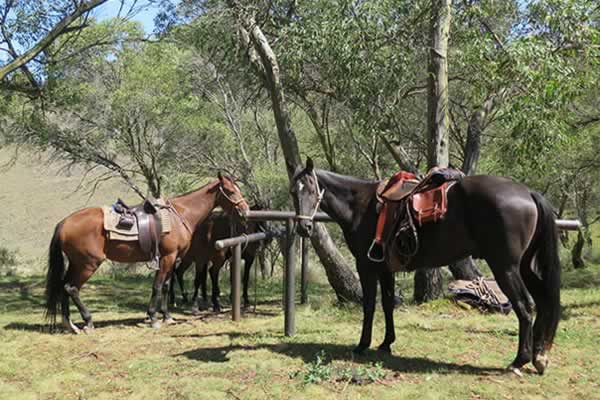 Atar el caballo con seguridad